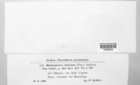 Melampsora caprearum image